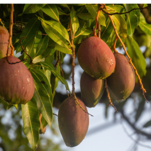 Kesar / Payri Mangoes (Konkan)