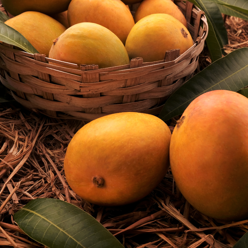 Alphonso Mangoes (Hapus) – Konkan